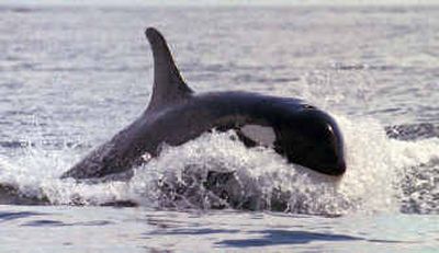 
An orca surfs in the wake of another in Haro Strait, off San Juan Island. 
 (File/Associated Press / The Spokesman-Review)