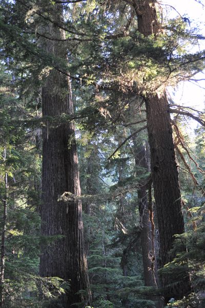 Roosevelt Grove of Ancient Cedars near Stagger Inn Campground northwest of Priest Lake. (Rich Landers)