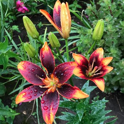 Susan Mulvihill couldn’t resist planting a few Asiatic lilies called Forever Susan. It turns out they were a good investment because the bright colors really stand out in her garden.  (Susan Mulvihill/For The Spokesman-Review)