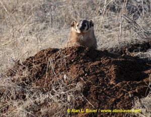 A badger excavates a den on Jan. 15, 2009 at the L.T. Murray Wildlife Area near Wenas, WA!
 (Alan Bauer)