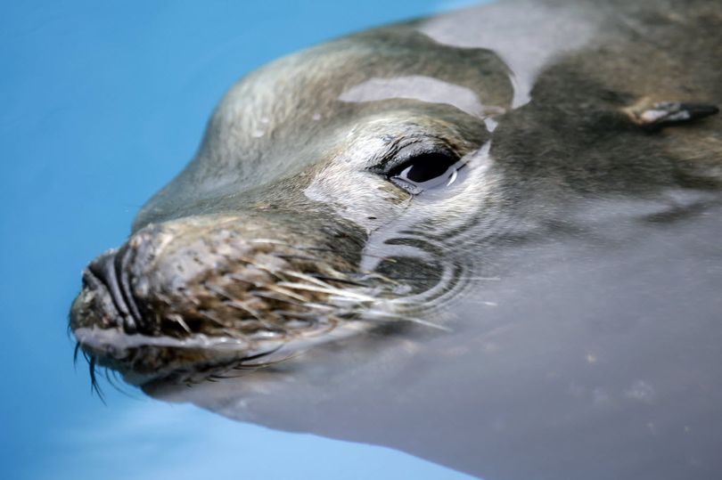Sea lion (Associated Press)