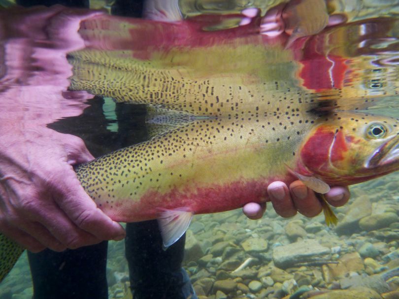 A large cutthroat trout reeled in by fly fisher David Moershel is ready to release back into the river. (Rich Landers)