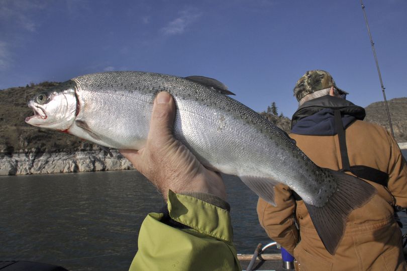 This 17-inch-long Lake Roosevelt rainbow trout was hefty enough to feed four people. (Rich Landers)