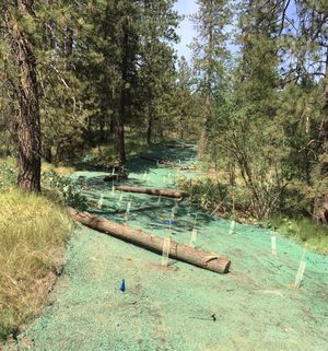 Crews are hydroseeding and restoring a road that was illegally bulldozed into the South Hill bluff park and private land above Hangman Creek.
