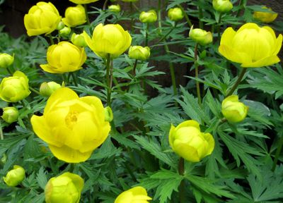 The bright yellow flowers of the ’Superbus’ cultivar of the Common Globeflower are sure to brighten any spot in the garden. Special to  (SUSAN MULVIHILL Special to / The Spokesman-Review)