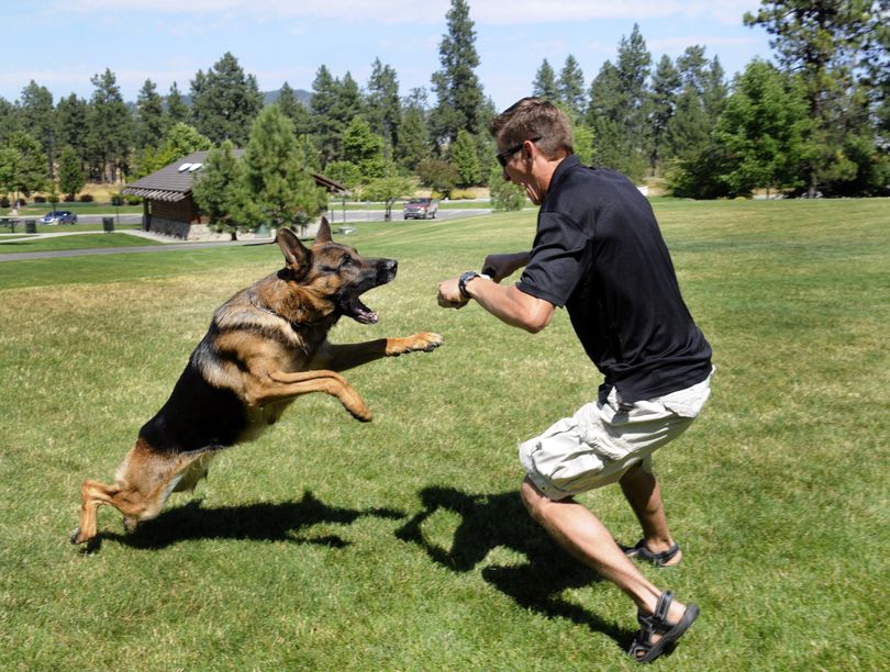 Nick Lunga works with Uno, a 3-year-old German shepherd who recently earned a special performance award for protection and obedience at the prestigious 2011 USA Sieger Show in Dallas. (J. Bart Rayniak / The Spokesman Review)