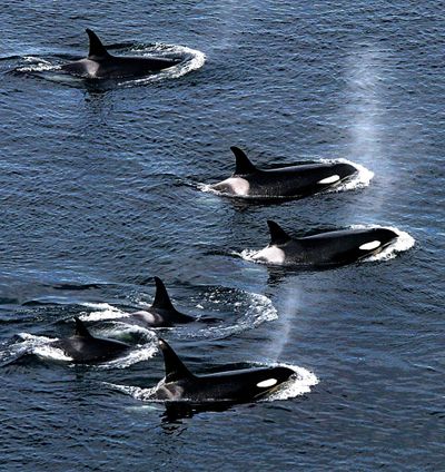 An explosive cloud of mist and vapor hangs in the air as a group of orca whales surfaces to breathe.   (TRIBUNE NEWS SERVICE)