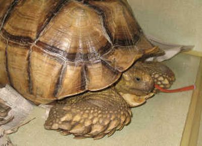 
Bob, an endangered African tortoise who was mutilated after being stolen July 7 from his home in Ventura, Calif., is seen here with a feeding tube following treatment at a rehabilitation center. Associated Press
 (Associated Press / The Spokesman-Review)