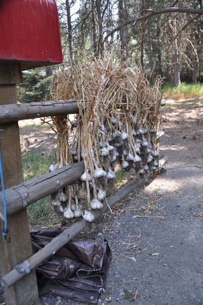 After harvesting, garlic needs to dry in a shady, airy place for a month. Here music garlic dries on Pat Munts’ fence under the shade of a big pine. A tarp is handy in case a summer rain storm comes along. Properly dried garlic stores longer.  (Pat Munts/For The Spokesman-Review)