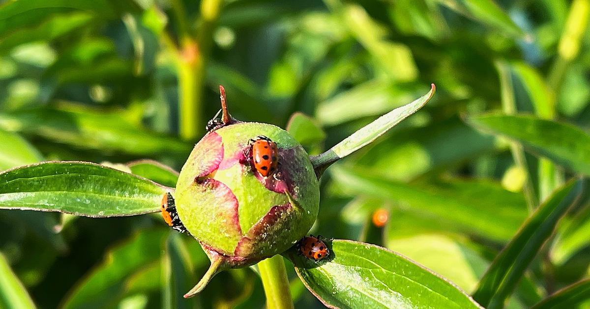In the Garden: Insect tales