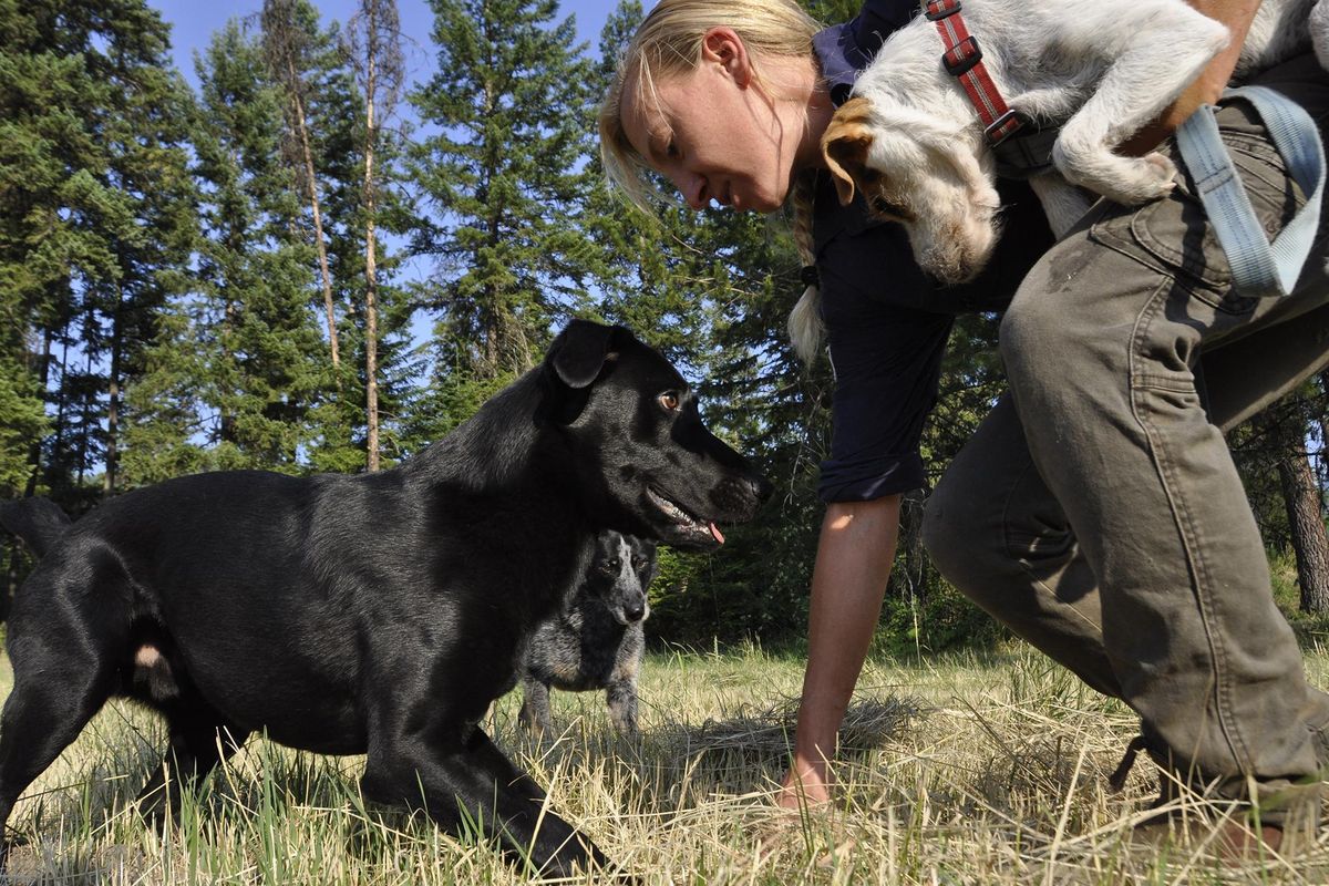 Julianne Ubigau of Conservation Canines reinforces the reward of playing with a ball with shelter dogs trained to sniff out the scat of wolves, cougars and bears. The University of Washington program is working on a DNA sampling project in Pend Oreille County. (Rich Landers / The Spokesman-Review)