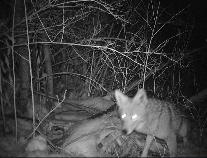 A coyote comes in at night to feed on the carcass of a deer killed by coyotes hours earlier just south of the Spokane city limits. (Rich Landers)