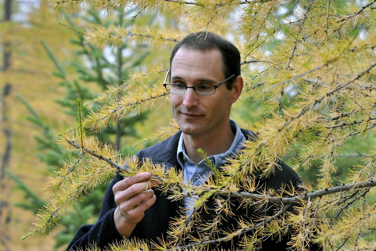 James Pass, silviculturist for the U.S. Forest Service, examines needles of a western larch near Sherman Pass.  (Dan Pelle)