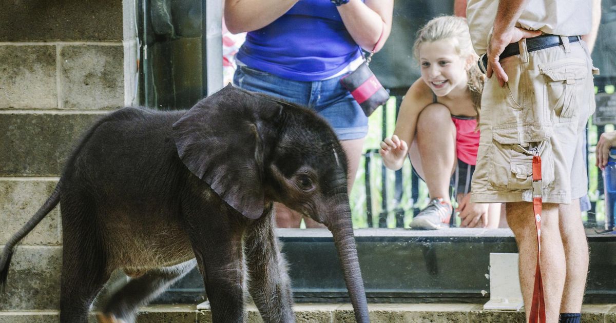 Pittsburgh Zoo Euthanizes Baby Elephant With Feeding Issues | The ...