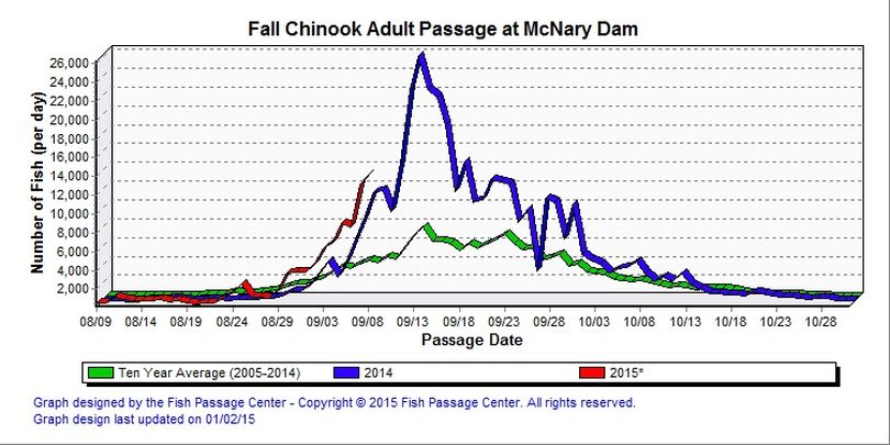 Graph compares adult fall chinook counts over McNary Dam and into the Hanford Reach of the Columbia through Sept. 8, 2015, with historical averages.  (Fish Passage Center)