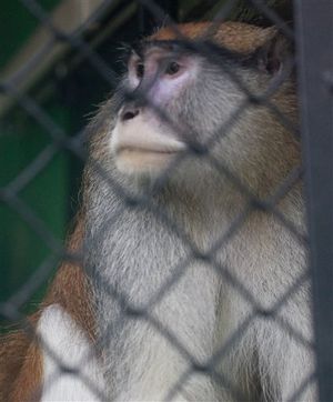 This photo shows a Patas monkey at the Boise Zoo over the weekend; early Saturday morning, intruders at the zoo killed its cage mate. Police are investigating. (AP/Idaho Statesman / Katherine Jones)