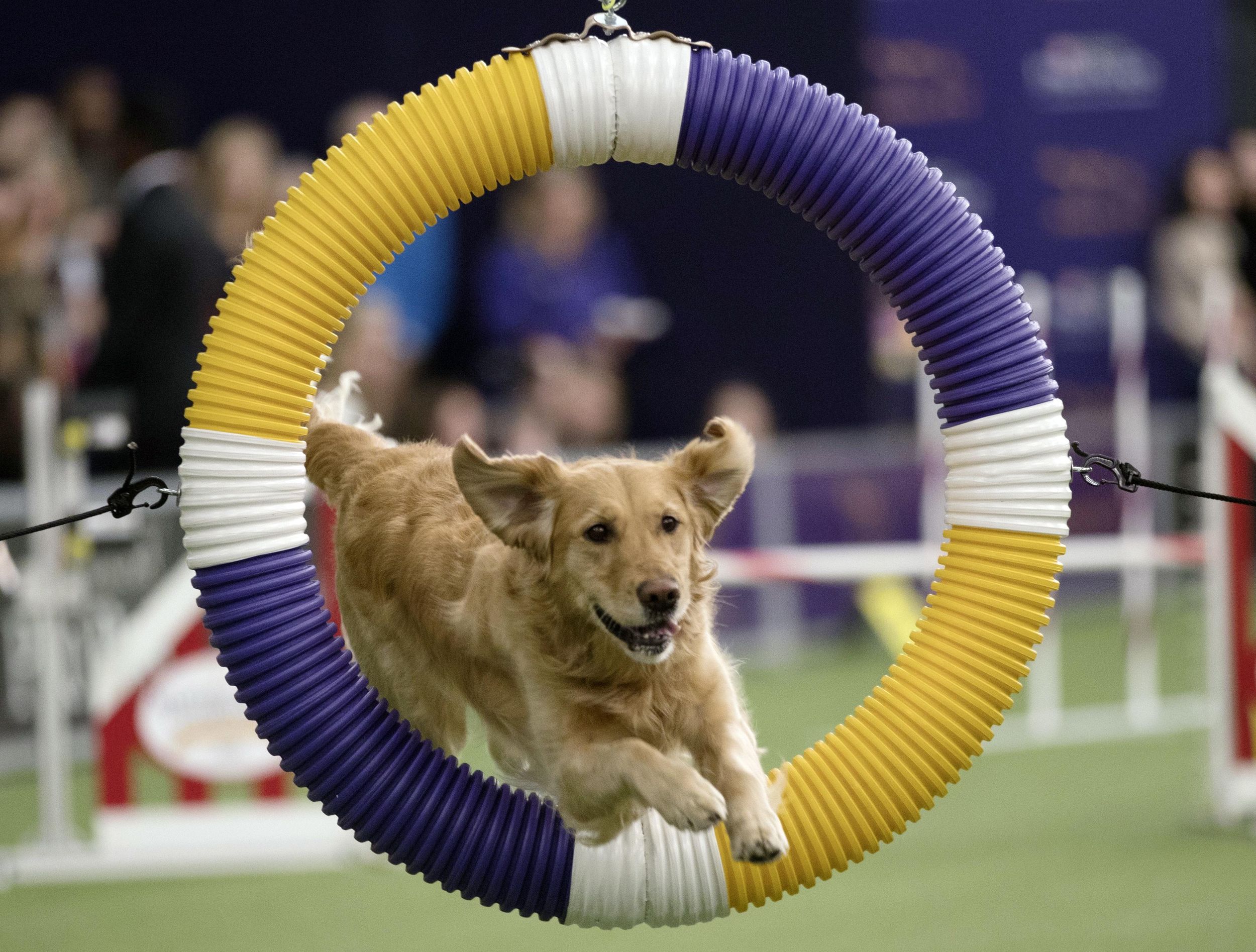Name of game Border collie Fame(US) wins Westminster agility The