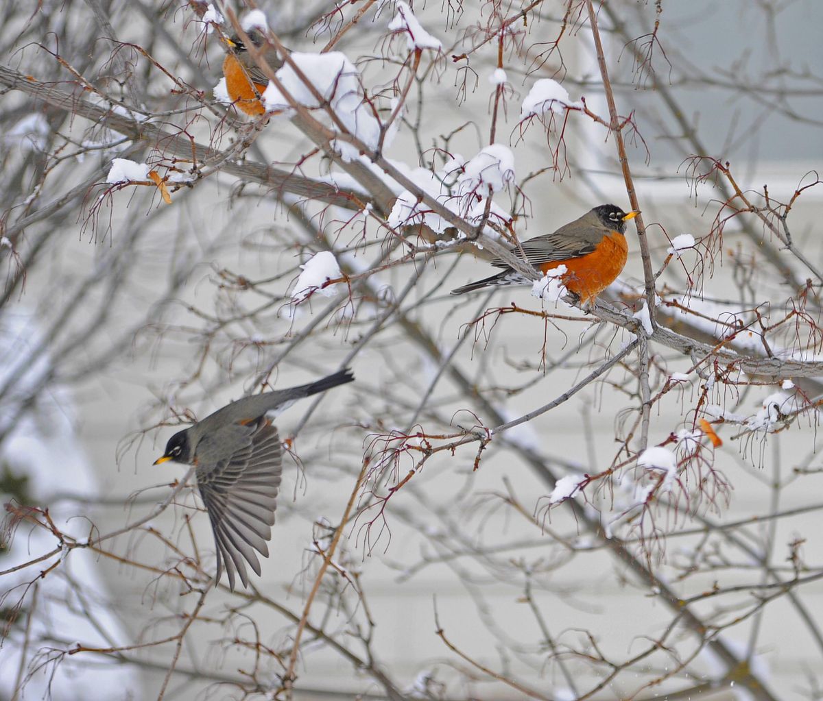 A robin takes flight, Friday morning, Feb. 15, 2019, in Spokane, Wash. (Christopher Anderson / The Spokesman-Review)