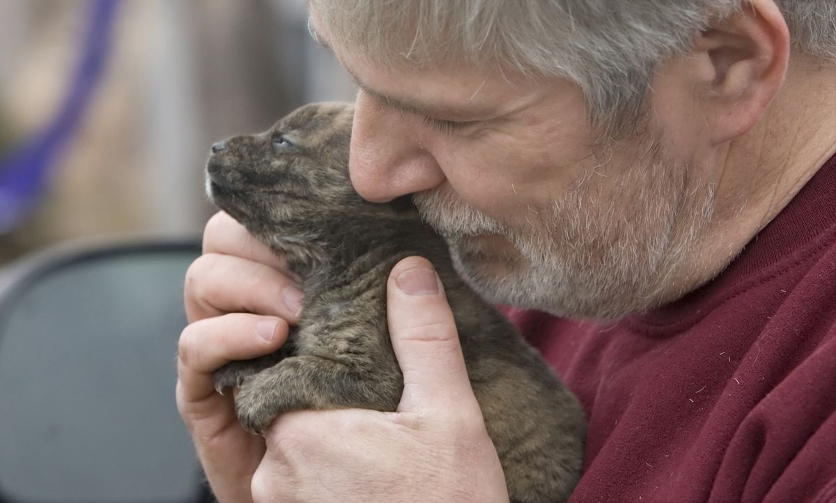 Bob Chism nuzzles a 4-week-old puppy rescued by Wags to Riches  in Yakima. (Gordon King / The Spokesman-Review)
