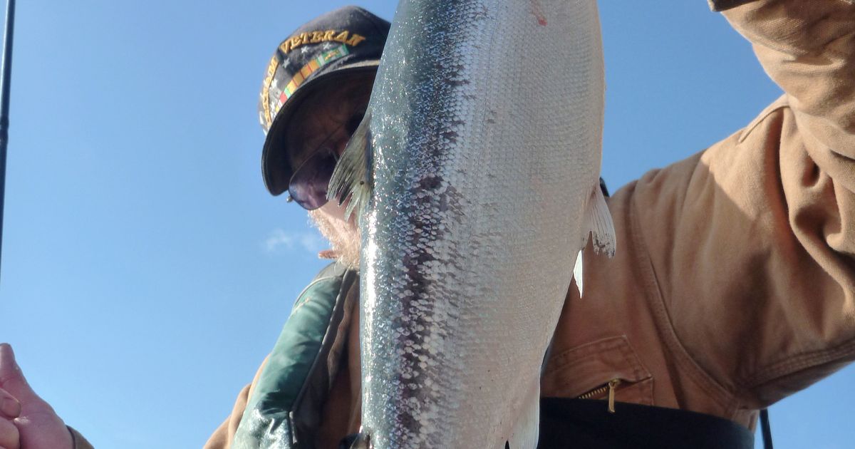 Fast Limit Kokanee Dodgers @ Lake Roosevelt