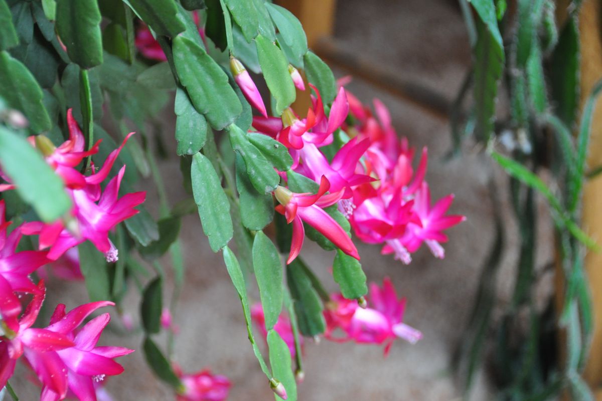 While Christmas cacti and their cousins don’t contain any toxins, their fibrous leaves can cause intestinal issues for pets. If your pets show and interest in them, put them up high.  (Pat Munts/For The Spokesman-Review)