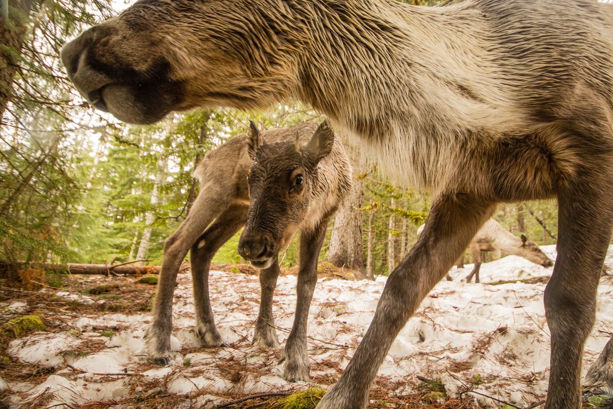 A Mountain Caribou calf peers under the head of its mother.  (David Moskowitz/Courtesy)