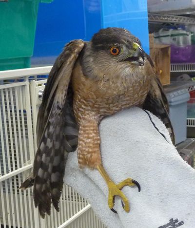 An adult male Cooper’s hawk was released into the wild after getting checked out at a veterinarian’s office. (Stefanie Pettit / The Spokesman-Review)