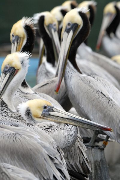 Brown pelicans  rest in a recovery area Friday at the International Bird Rescue Research Center in Cordelia, Calif. The Vacaville Reporter (Rick Roach The Vacaville Reporter)