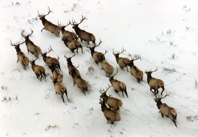 Bull elk are counted by an Idaho Fish and Game Department aerial survey. (Idaho Department of Fish and Game)