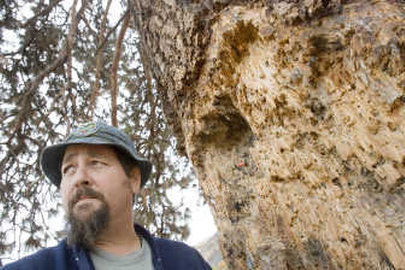 
Bruce Berry stands next to a ponderosa pine tree  that has been damaged by shooters. The dying tree is evidence of the damage done on private property by irresponsible hunters.
 (Associated Press photos / The Spokesman-Review)