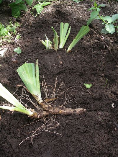 Iris rhizomes should be replanted so the top of the root is at the soil surface.Special to The Spokesman (PAT MUNTS Special to The Spokesman / The Spokesman-Review)