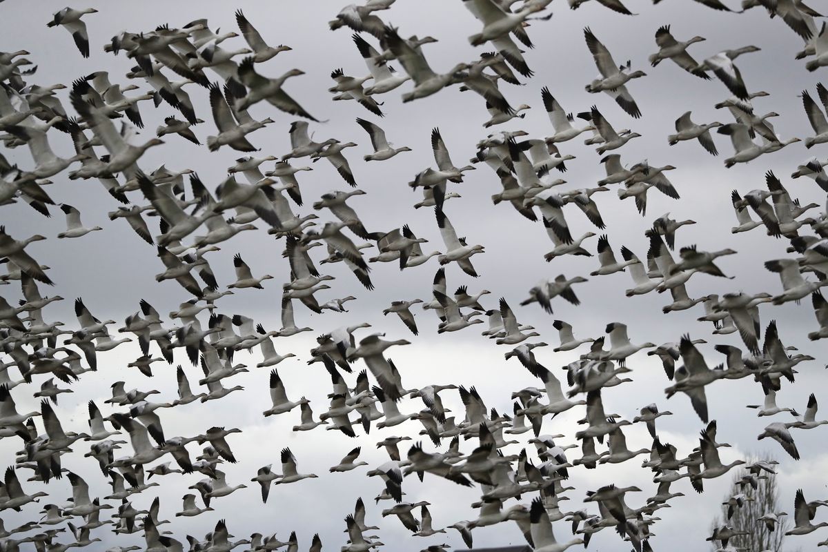 FILE - In this Dec. 13, 2019, file photo, thousands of snow geese take flight over a farm field at their winter grounds, in the Skagit Valley near Conway, Wash. The Biden administration on Monday, March 8, 2021, reversed a policy imposed under former President Donald Trump that drastically weakened the government
