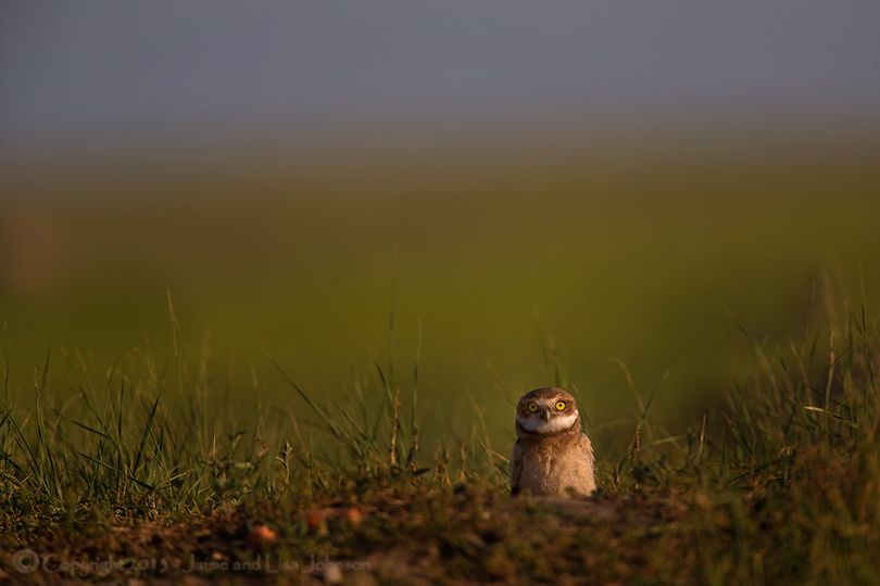 A burrowing owl chick looks from its nursery in an abandoned prairie dog hole in Montana. (Jaime Johnson)