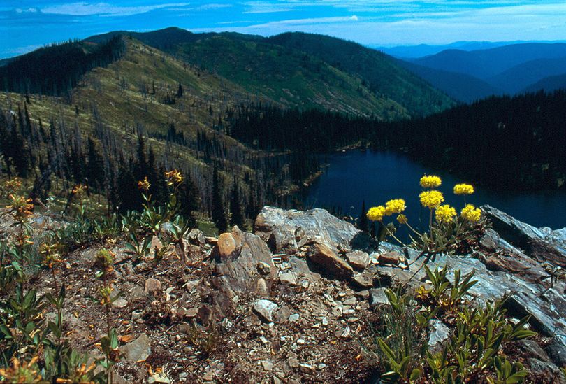 In the backcountry south of Superior, Mont., Upper Siamese Lake snugs against the Idaho border in the Lolo National Forest along the Stateline Trail. The lake is within an area proposed for designation as the Great Burn Wilderness.  The wildflower in the foreground is yellow buckwheat. (Rich Landers / The Spokesman-Review)