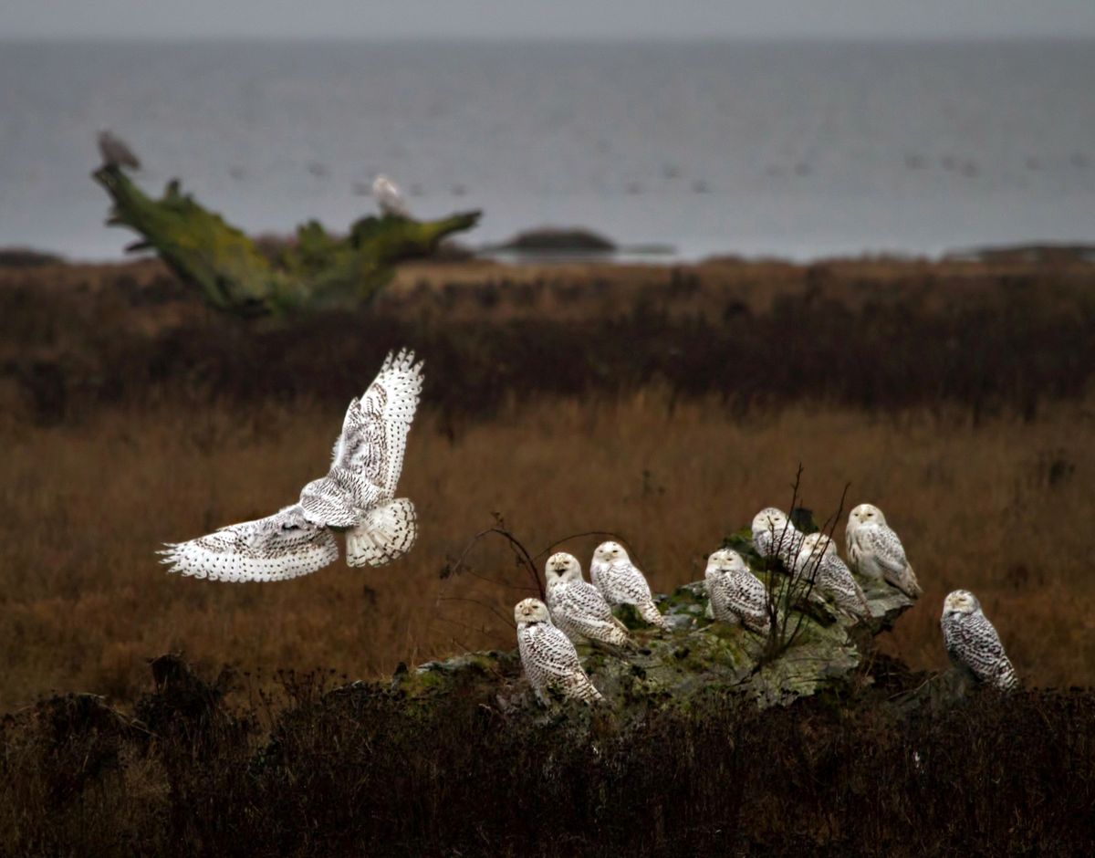 Birdwatchers and photographers alike took advantage of the huge migration of snowy owls across northern tier of the United States.