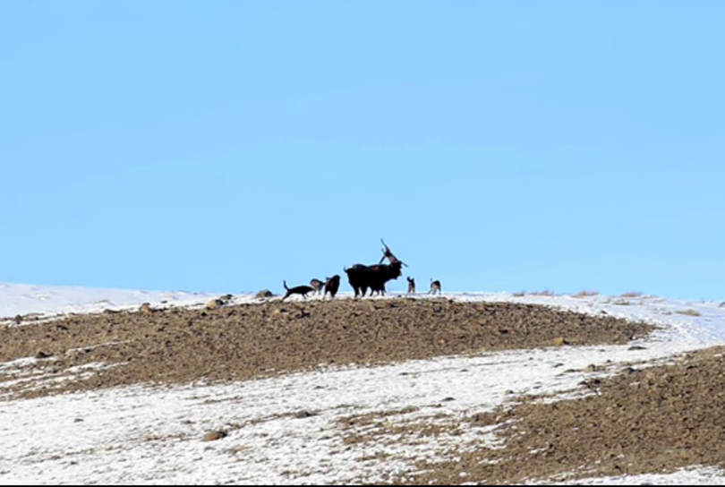 To protect a calf, a Yellowstone bison flings an attacking wolf over its head.