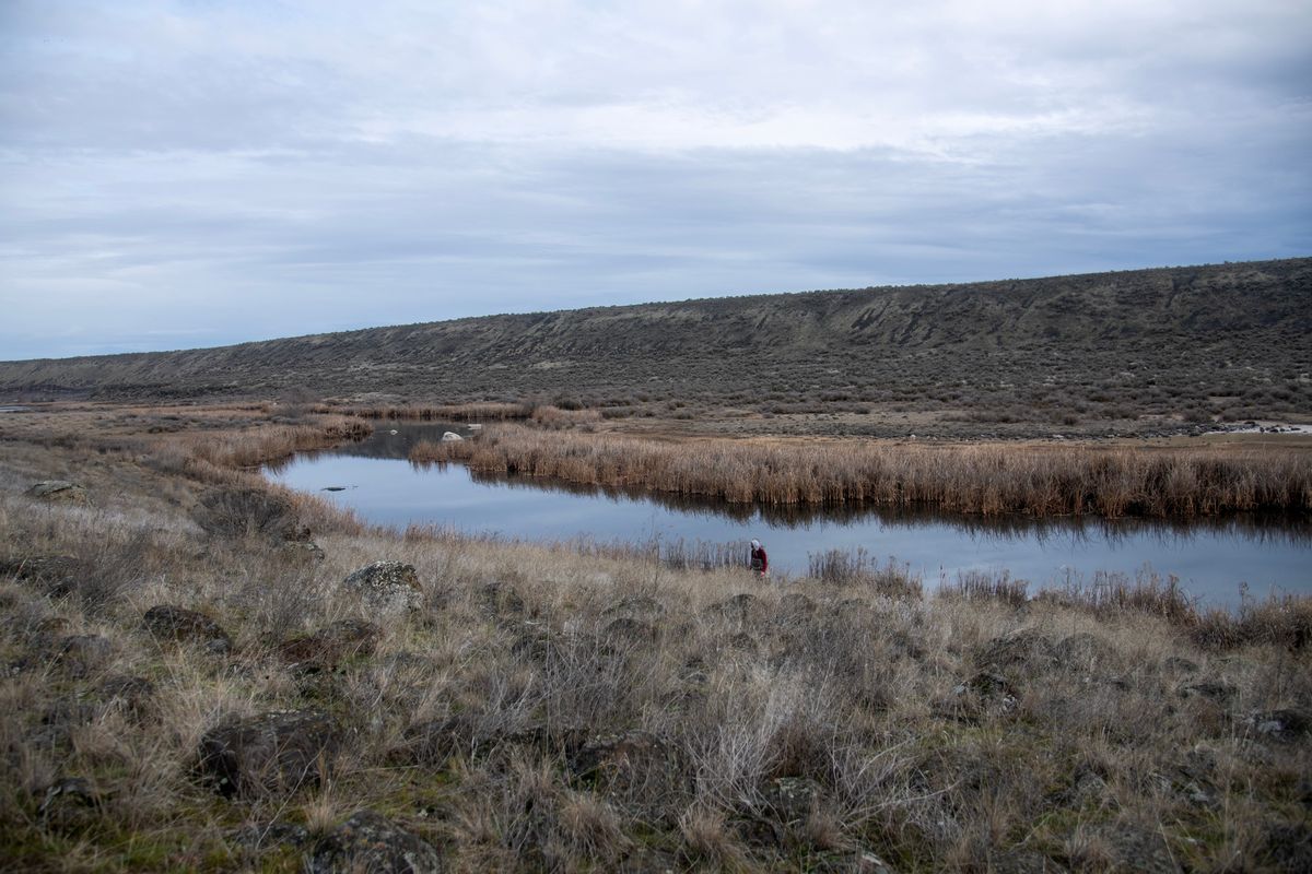 This secytion of Rocky Ford Creek in Eastern Washington draws fisherman for hatchery fish planted by Troutlodge hatchery Thursday, Feb. 2, 2024. Fishermen were looking for large planted rainbow trout.  (Michael Wright/THE SPOKESMAN-REVIEW)