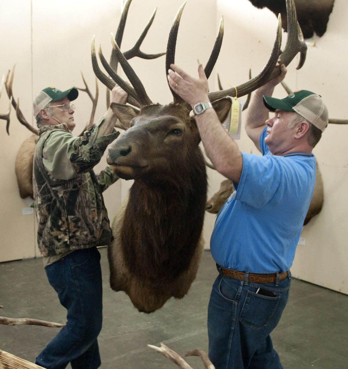 Stan Wills, left, and Steve Brown, both with the Inland Northwest Wildlife Council, move a mounted elk to the “Trophy Territory” display area at the Big Horn Outdoor Adventure show Friday at the Spokane County Fair & Expo Center. The Rocky Mountain Elk has 306 inches of horn and was shot with a muzzleloader gun near Newman Lake in 2006. (Colin Mulvany / The Spokesman-Review)