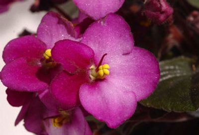 
African violets can blossom year-round, bringing continuous beauty.
 (Knight Ridder / The Spokesman-Review)