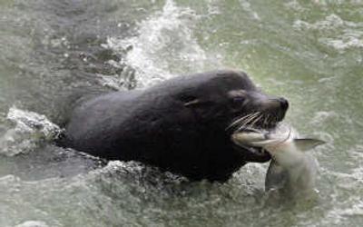
A sea lion catches an endangered Chinook salmon  just below the Bonneville Dam spillway last April. Associated Press
 (File Associated Press / The Spokesman-Review)