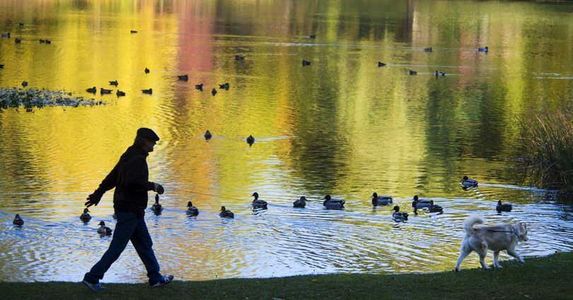 Colorful stroll: Dan Kunkel, 56, gets a morning walk around Cannon Hill Park pond with his dog Marley on Wednesday. The fall colors of surrounding trees reflect off the water. Said Kunkel about his dog, “She doesn’t waste too much time with the ducks.” On the Web: For a big-picture gallery of autumn scenes throughout the Inland Northwest, go to spokesman.com/picture-stories. (Dan Pelle)