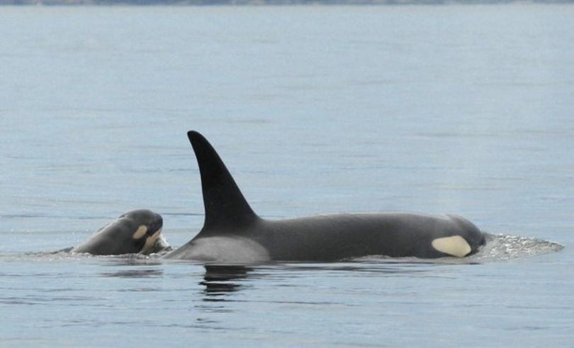 A baby orca apprently born on Aug. 6, 2012, swims with its mother at the south end of the Strait of Georgia. The baby is reported to be healthy and spry, newest member of the J Pod, which roams into Puget Sound.

 (Center for Whale Research)