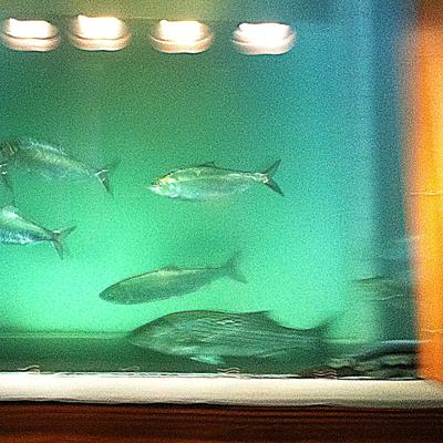 Counters photographed what appears to be a striped bass going through Bradford Island count station at Bonneville Dam in late June 2013. 
 (courtesy)
