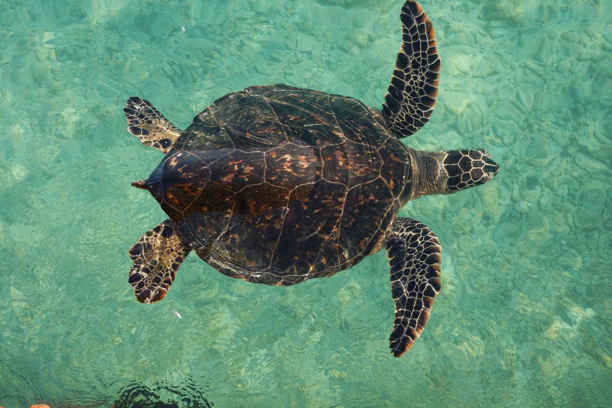 A green sea turtle as seen from the old Midway Atoll/Sand Island harbor pier. (Genny Hoyle / COURTESY)