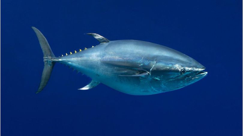 Pacific bluefin tuna.