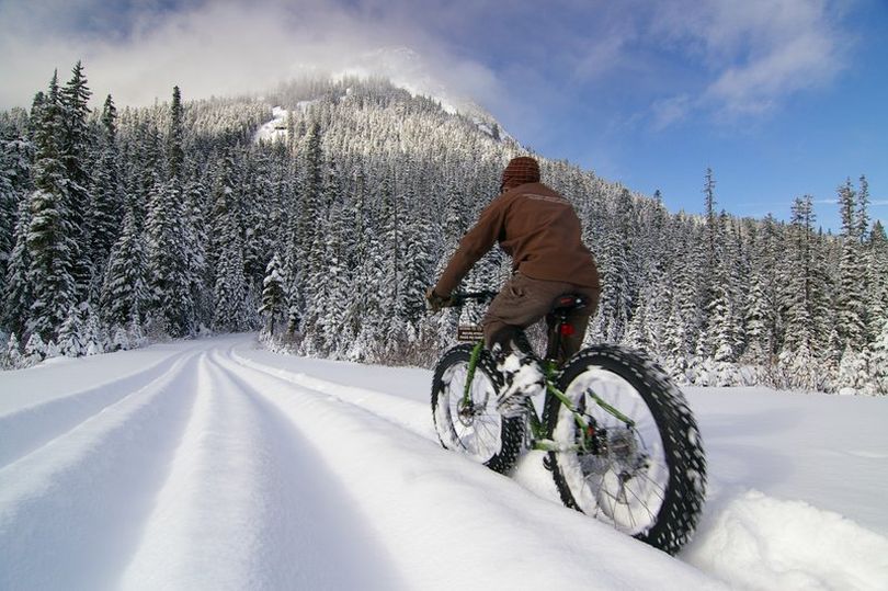 Fat bikes, also known as snow bikes, take advantage of huge low-pressure tires that offer buoyancy for pedaling over snow-covered trails.  The bikes will be allowed on some trails in the Methow Valley Sport Trails Association system starting in 2012.    (MVSTA)