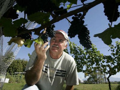 
Gary Moulton, a researcher from Washington State University, looks at grapes growing near Mount Vernon, Wash., recently that are part of a study to find winemaking varieties that can be grown throughout Western Washington.
 (Associated Press / The Spokesman-Review)