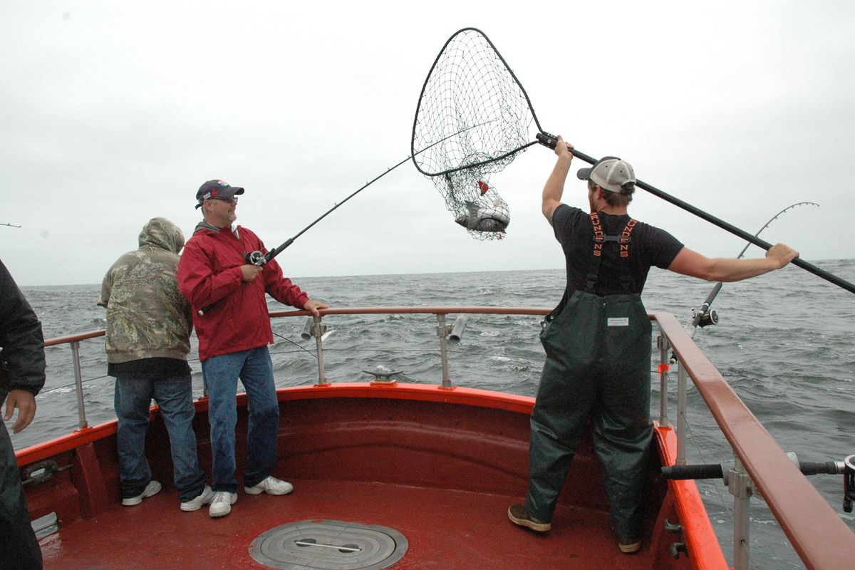 Donald Pitts, deckhand on the Coho King fishing out of Ilwaco, Wash., nets a coho for an angler.