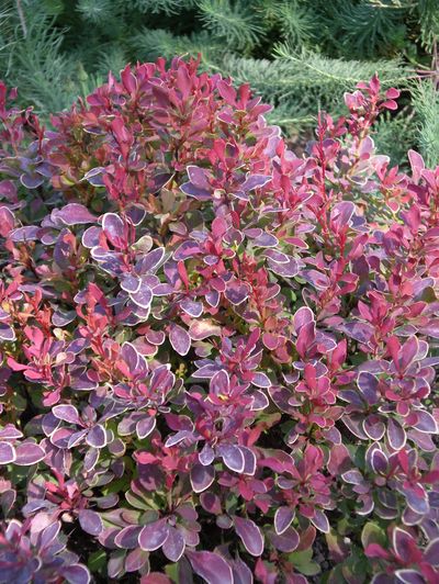 Golden Ruby barberry  will brighten the front of any border. Special to  (PAT MUNTS  Special to / The Spokesman-Review)