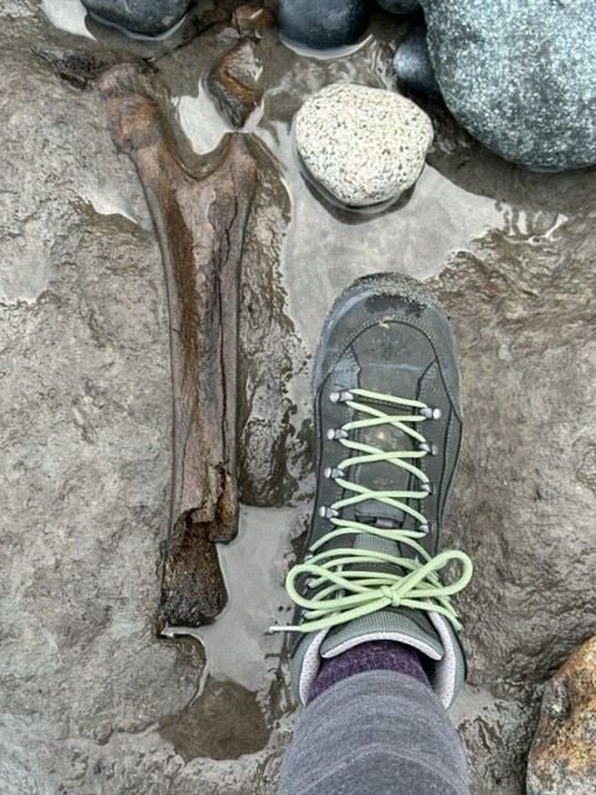 A mammoth bone is pictured in this undated photo. It was discovered in February by couple hiking in Fort Worden Historical State Park near Townsend. (Courtesy of Washington State Parks)